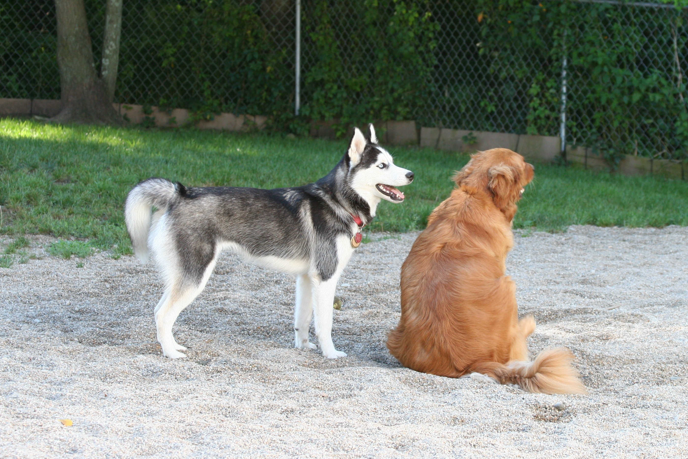 doggie-day-care-policies